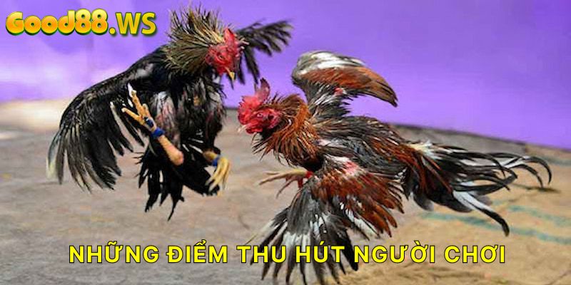 Sân chơi sở hữu nhiều ưu điểm nổi bật